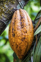 Yellow cocoa pod (Theobroma cacao) growing in spice garden, Kumily, Kerala, India, Asia