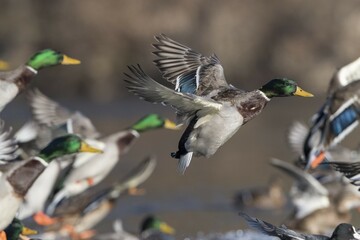 Mallards (Anas platyrhynchos) taking off, Hesse, Germany, Europe