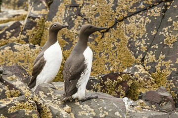 Common Guillemots (Uria aalge), Farne Islands, Northumberland, England, United Kingdom, Europe