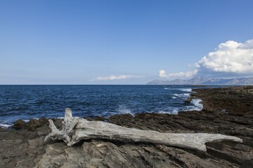 Withered tree near the Necropolis of Son Real, Necròpolis de Son Real, Majorca, Balearic Islands, Spain, Europe