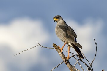 Eastern Chanting Goshawk (Melierax poliopterus), Tsavo West National Park, Kenya, East Africa, Africa