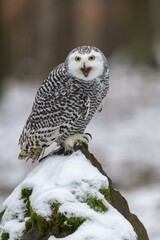 Snowy owl (Nyctea scandiaca), sitting on a snowy rock, calling, adult, captive, Czech Republic,...