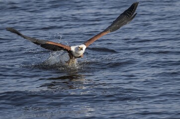 African fish eagle (Haliaeetus vocifer) fishing fish over water, Chobe River, Chobe National Park, Botswana, Africa