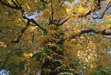 Horse Chestnut in autumn, Schleswig-Holstein, Germany (Aesculus hippocastanum)