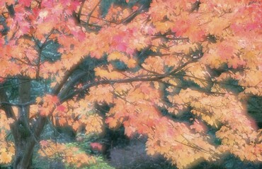 Norway Maple in autumn, North Rhine-Westphalia, Germany (Acer platanoides)