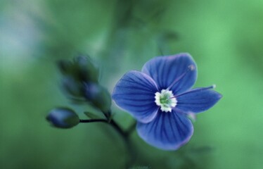 Germander Speedwell, Baden-Wurttemberg, Germany / (Veronica chamaedrys)
