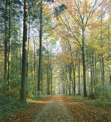 Fototapeta premium Path through deciduous forest in autumn, Baden-Wurttemberg, Germany, Europe