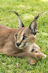 Caracal (Caracal caracal), age 18 months, lying in grass, captive