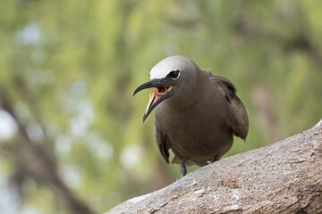 Brown Noddy or sea-swallow (Anous stolidus) with open beak and tongue, Bird Island, Seychelles, Indian Ocean, Africa