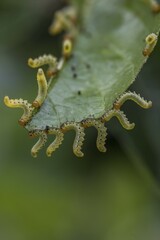 Orchard Ermine (Yponomeuta padella) on leaf of an apple tree, Bavaria, Germany, Europe