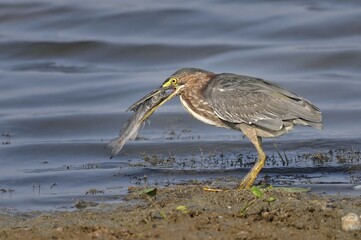 Green heron (butorides virescens) with prey, Crooked Tree Wildlife Sanctuary, Belize, Central America