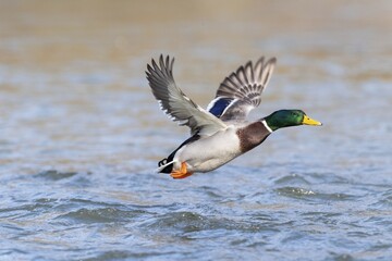 Mallard (Anas platyrhynchos), in flight above water surface, Hesse, Germany, Europe