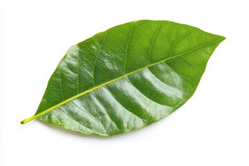 Obraz premium Fresh Green Leaf on White Background with Detailing and Texture