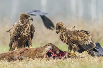 Two young eagles (Haliaeetus albicilla), on dead deer, Masuria, Poland, Europe