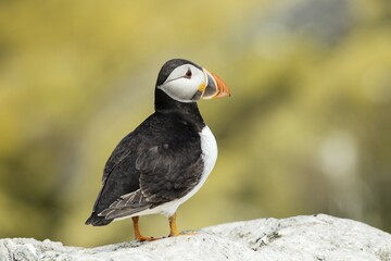 Puffin (Fratercula arctica), Farne Islands, Northumberland, England, United Kingdom, Europe
