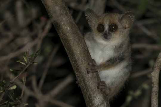 Gray mouse lemur (Microcebus murinus), Berenty, Madagascar, Africa