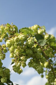 Wild Hops (Humulus lupulus)