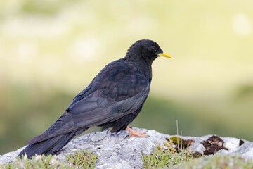 Alpine Chough (Pyrrhocorax graculus) on rock, Kampenwand, Aschau, Bavaria, Germany, Europe
