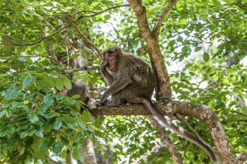 Rhesus macaque (Macaca mulatta) sitting on branch, Mudumalai National Park and Wildlife Sanctuary, Tamil Nadu, India, Asia
