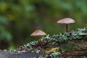 Fototapeta premium Two Bonnets (Mycena) on deadwood, inedible, nature reserve Kærgård Klitplantage, Syddanmark, Denmark, Europe