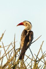 Red-billed hornbill (Tockus erythrorhynchus), sitting on bush, Mashatu Game Reserve, Tuli Block, Botswana, Africa