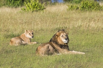 Lions (Panthera leo), pair of animals after mating, lying in the grass, Masai Mara, Narok County, Kenya, Africa