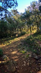 Tinença de Benifassà