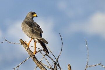 Eastern Chanting Goshawk (Melierax poliopterus), Tsavo West National Park, Kenya, East Africa, Africa