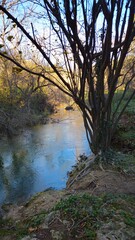 Tinen&ccedil;a de Benifass&agrave;