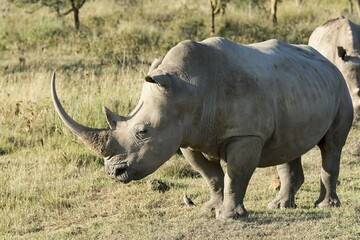 Obraz premium White rhinoceros or square-lipped rhinoceros (Ceratotherium simum), Lake Nakuru National Park, Kenya, Africa