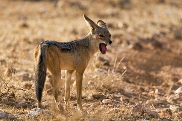 Black-backed jackal (Canis mesomelas) yawning, Samburu National Reserve, Kenya, Africa