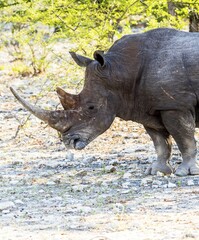 Obraz premium White Rhinoceros (Ceratotherium simum), Ongaya Game Reserve, Outja, Namibia, Africa
