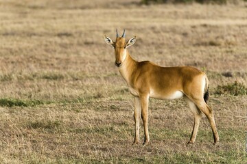 Coke's hartebeest (Alcelaphus cokii) calf in the Ol Pejeta reserve, Kenya, Africa