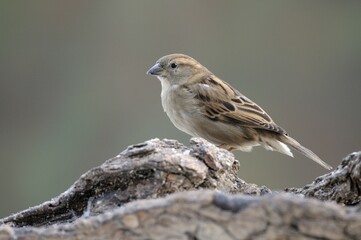 Female House sparrow (Passer domesticus)