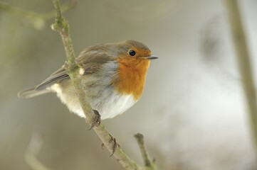 Robin (Erithacus rubecula)