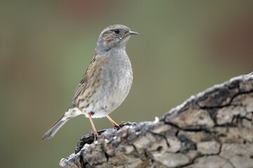 Dunnock (Prunella modularis)