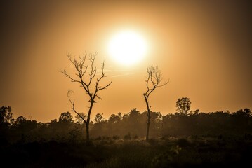 Sunset with two dry trees, Lumbini, Nepal, Asia