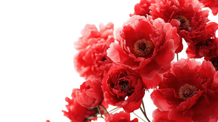 Obraz premium Bright red flowers in full bloom showcasing intricate petals and rich colors against a plain background