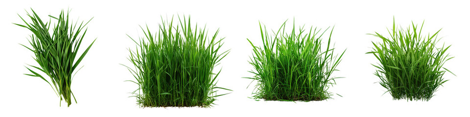 Vibrant Greenery   Close up of Healthy Lush Green Grass in a Natural Outdoor Setting