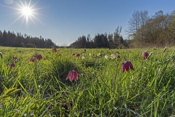 Snake's head fritillaries (Fritillaria meleagris) in a meadow, Hesse, Germany, Europe