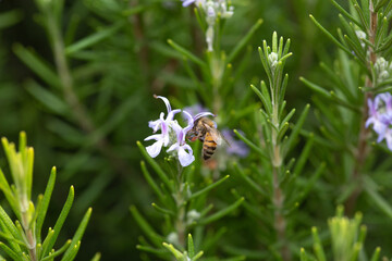 Honey bee latin american insect in a flower picking up polen and flying bee keeping hive