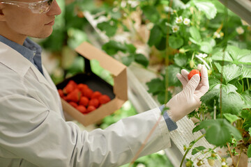 Researcher wearing white lab coat and gloves picking strawberries from plant. Strawberries visible...