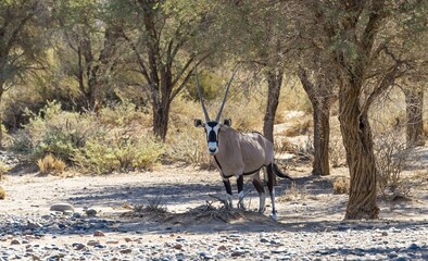 Gemsbok (Oryx gazella), antelope, Kulala Wilderness Reserve on the edge of the Namib Desert,...