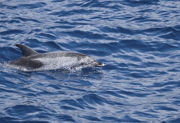 Naklejka premium Spotted Dolphin (Stenella), Atlantic in La Gomera, Canary Islands, Spain, Europe