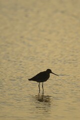 Bar-tailed Godwit (Limosa lapponica), backlit, standing in water, Texel, The Netherlands, Europe