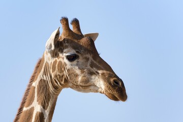 Reticulated giraffe or Somali giraffe (Giraffa reticulata camelopardalis), Pportrait, Samburu National Reserve, Kenya, Africa
