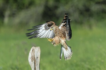Red kite (Milvus milvus), captive, approaching a post, Eifel, Germany, Europe