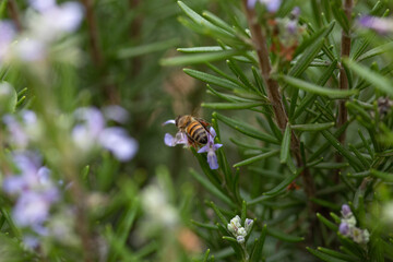 Honey bee latin american insect in a flower picking up polen and flying bee keeping hive