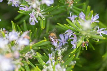 Honey bee latin american insect in a flower picking up polen and flying bee keeping hive