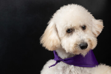 Furry white poodle dog headshot